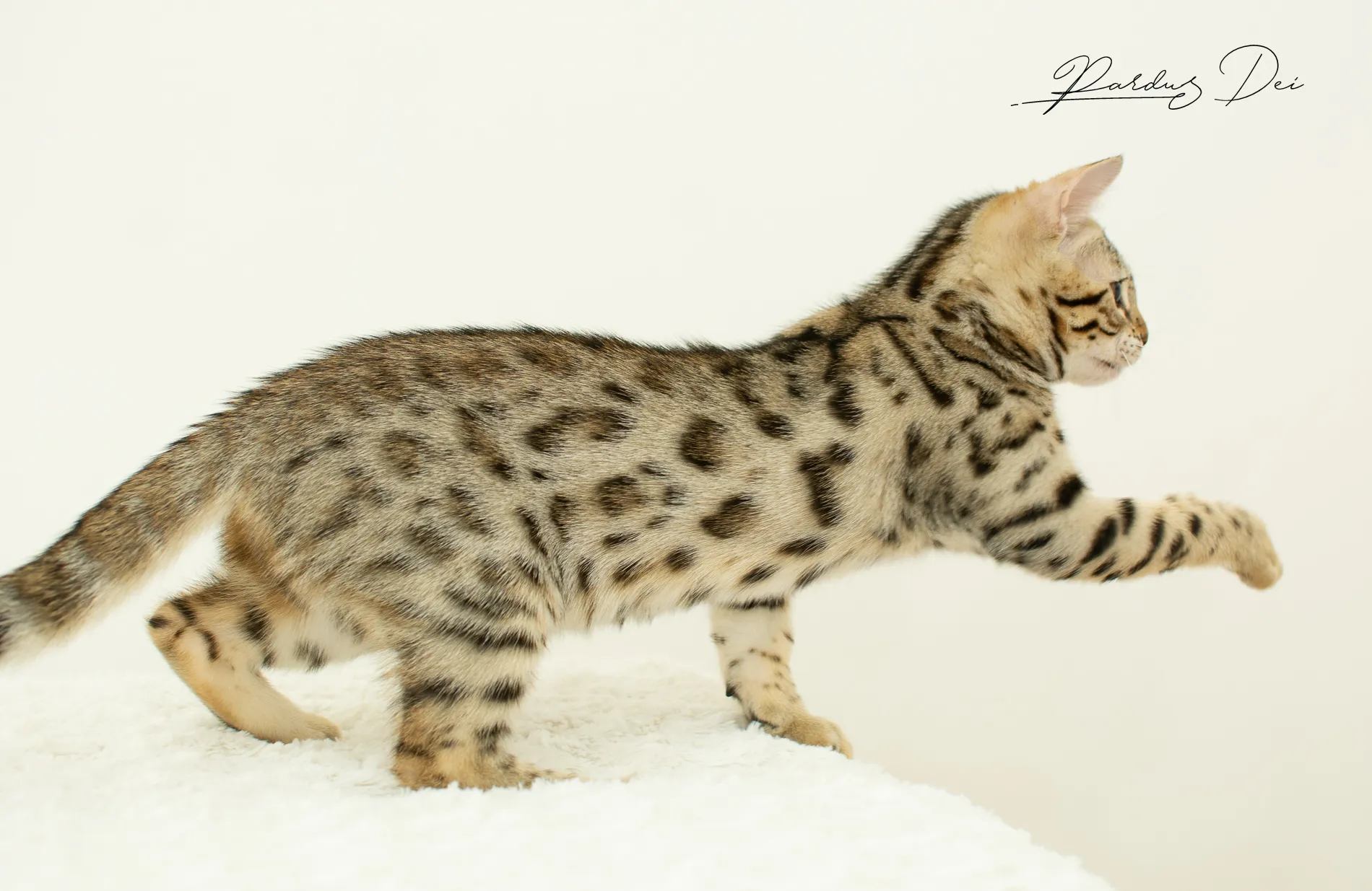 chaton bengal